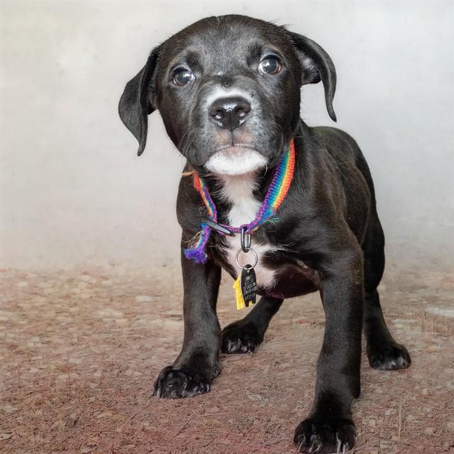 Enlarge NICK, a Adoptable mixed breed in St. Louis, MO image 1/1