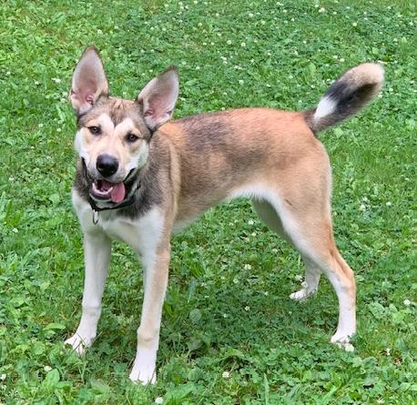Ninja, Young Female Husky