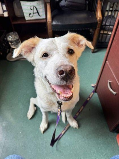 Aelia, ADOPTABLE, Adult Female Retriever.