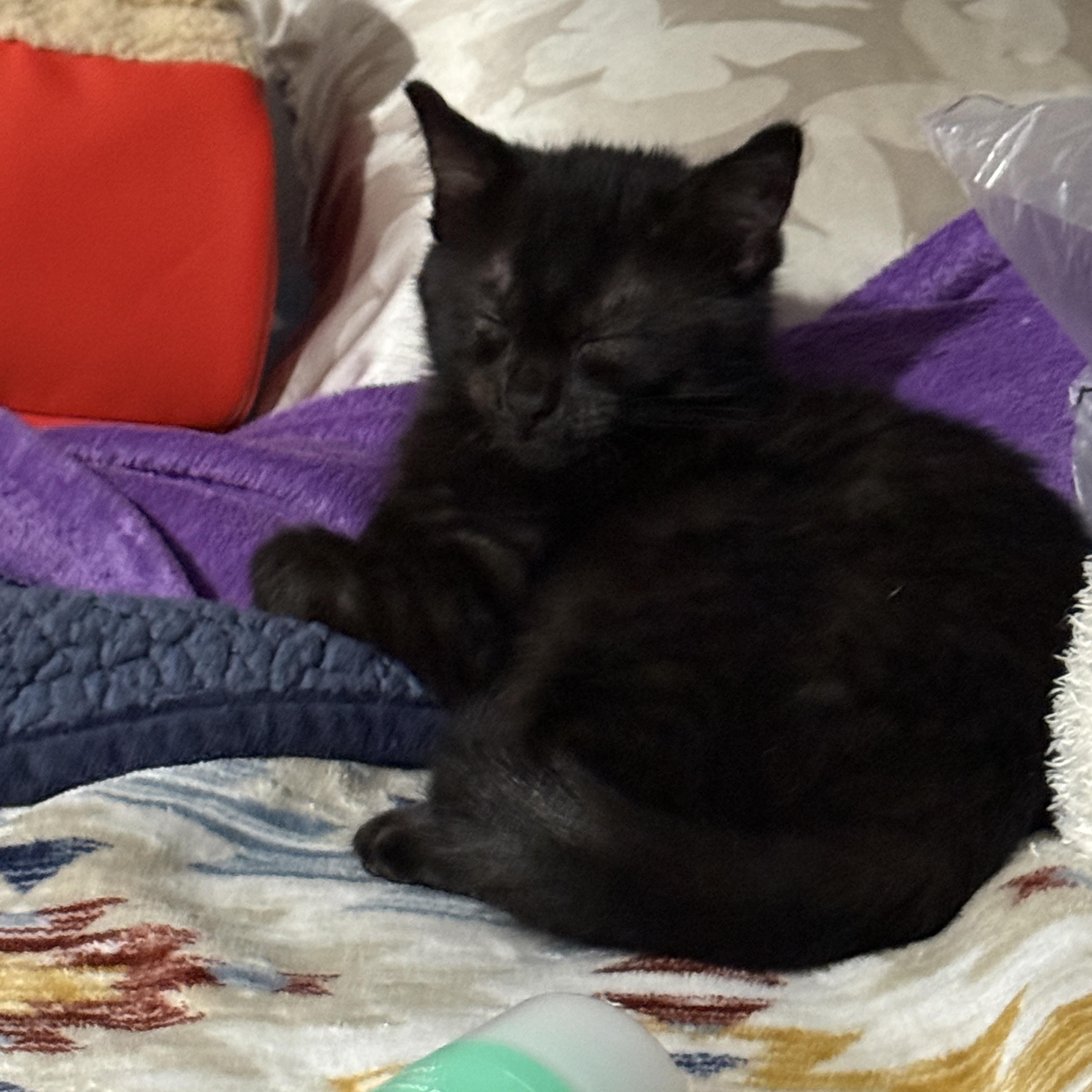 Enlarge Arya, an adopted Domestic Short Hair in Santa Ana, CA image 6/6