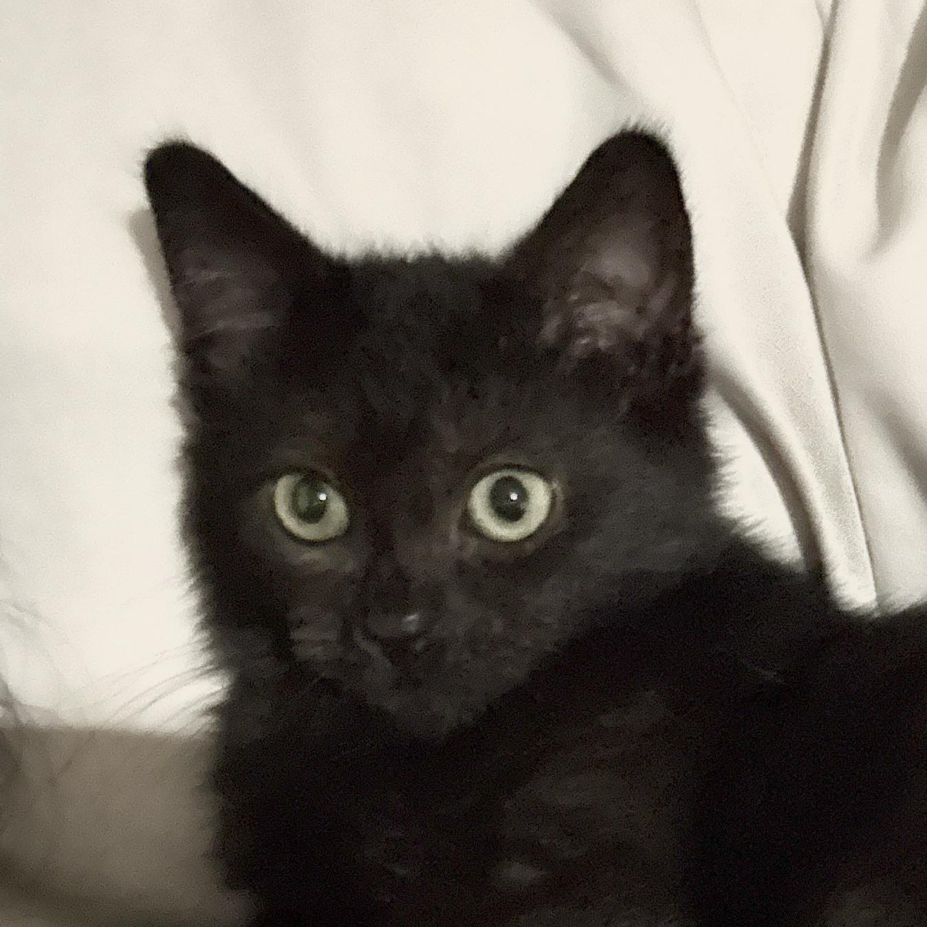 Arya, adopted, Kitten Female Domestic Short Hair.