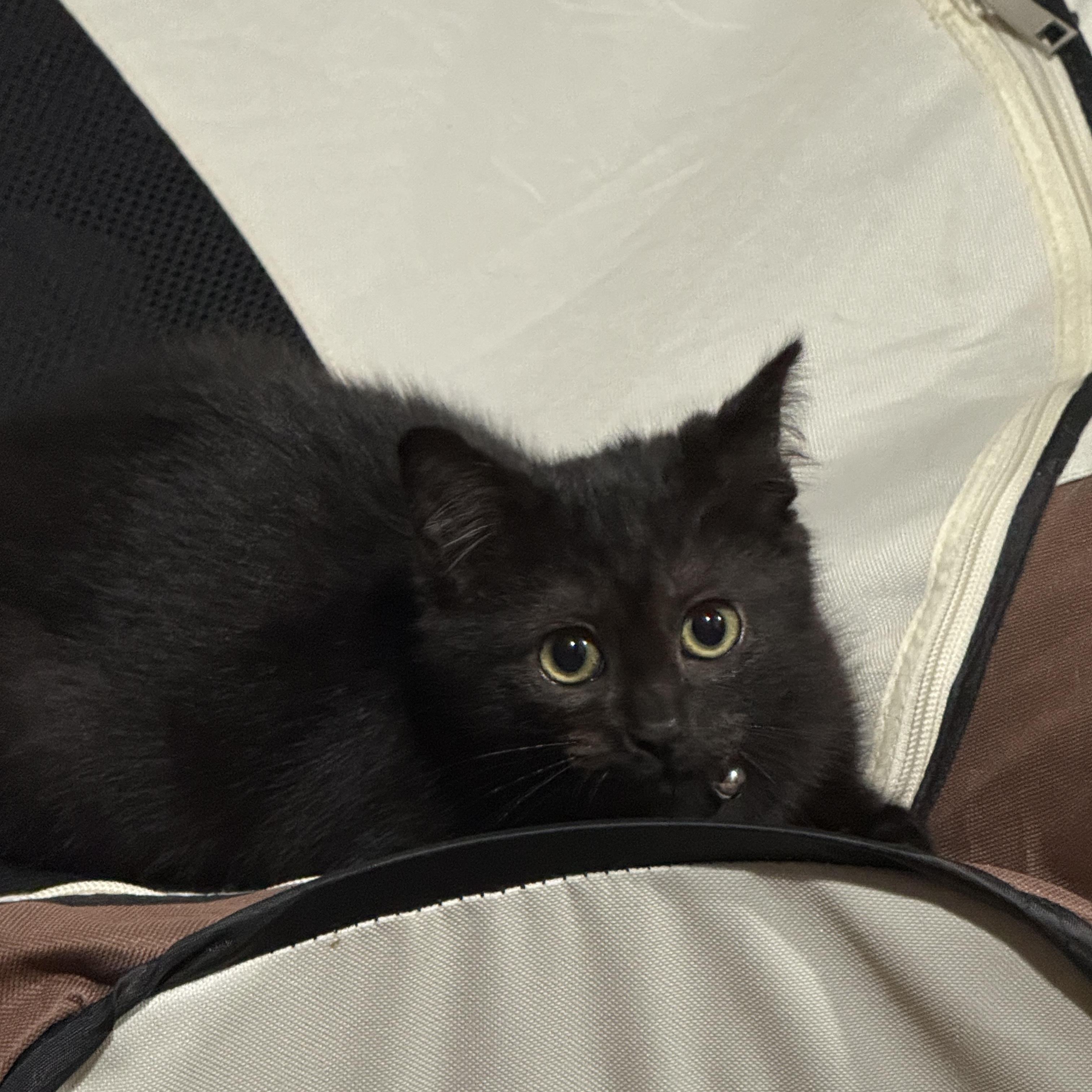 Enlarge Arya, an adopted Domestic Short Hair in Santa Ana, CA image 4/6