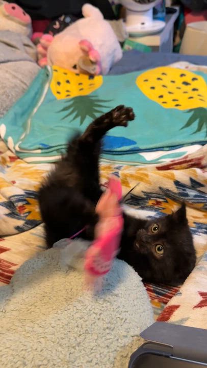 Enlarge Arya, an adopted Domestic Short Hair in Santa Ana, CA video 3/6