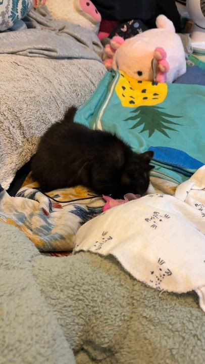 Enlarge Arya, an adopted Domestic Short Hair in Santa Ana, CA video 5/6