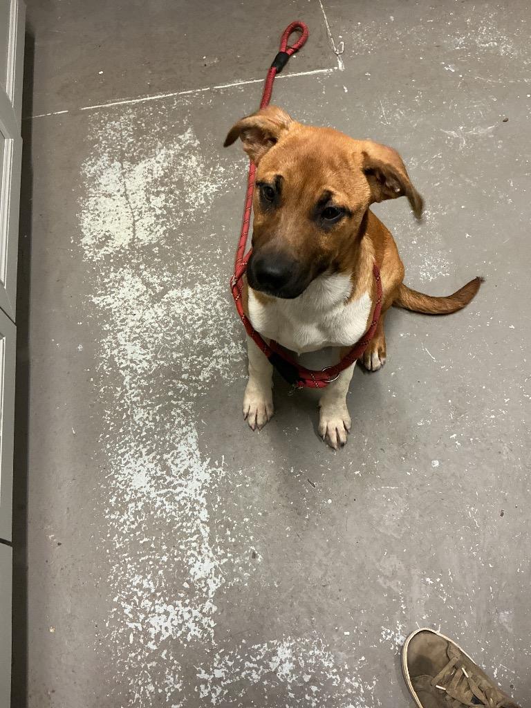 Gemma, Adoptable, Puppy Female Pit Bull Terrier & Mixed Breed.