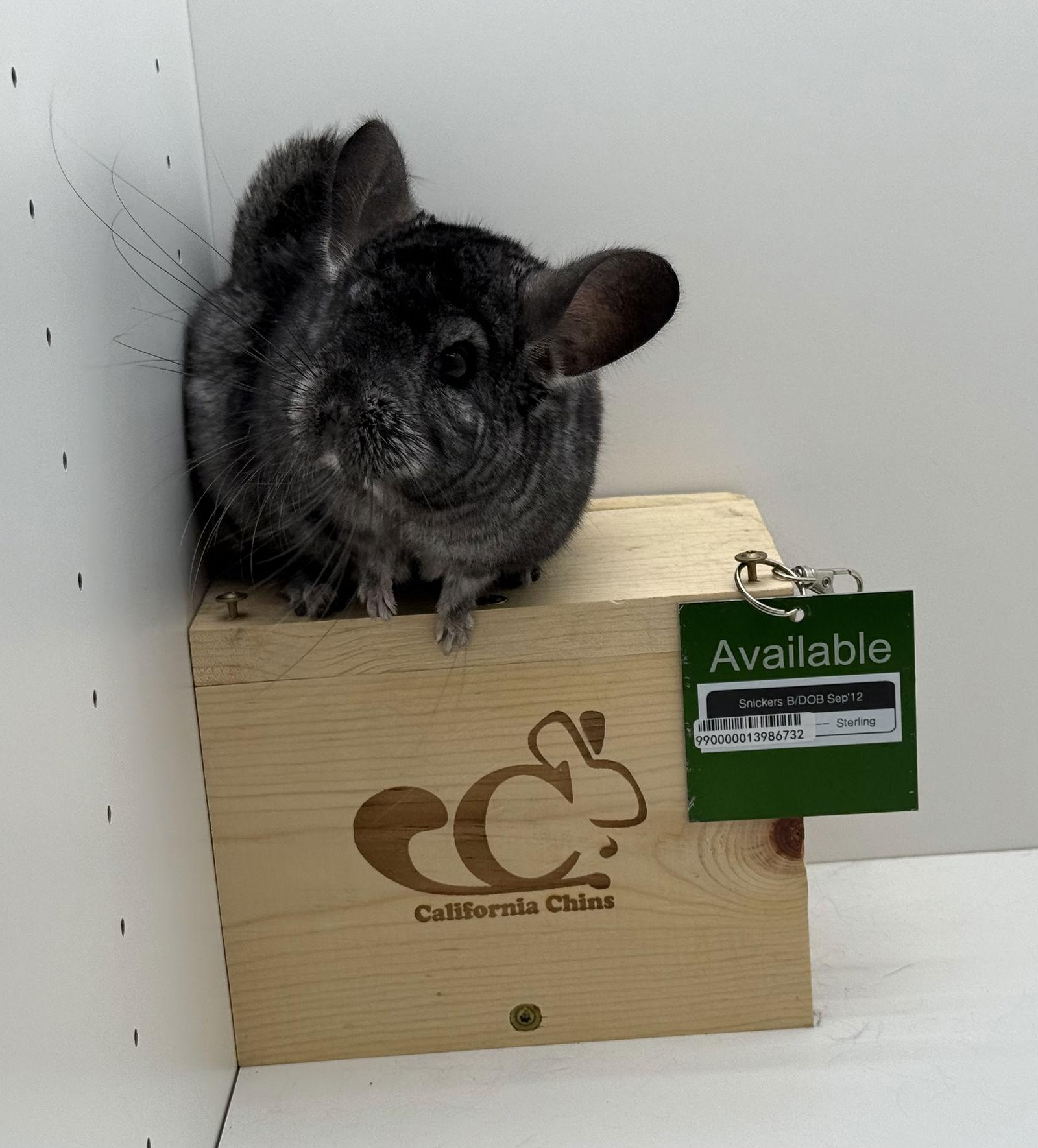 Enlarge Snickers, a Adoptable Chinchilla in Sunnyvale, CA image 3/3