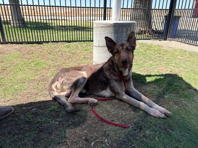 Enlarge LINNY, an adopted mixed breed in Delano, CA image 1/4