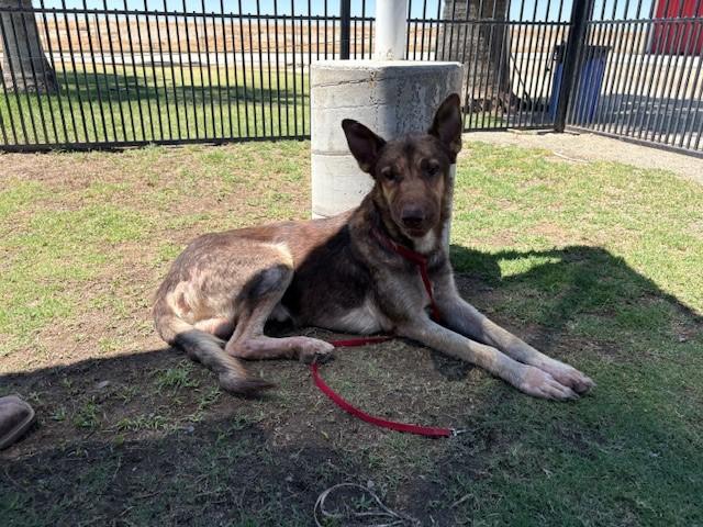 Enlarge LINNY, an adopted mixed breed in Delano, CA image 2/4
