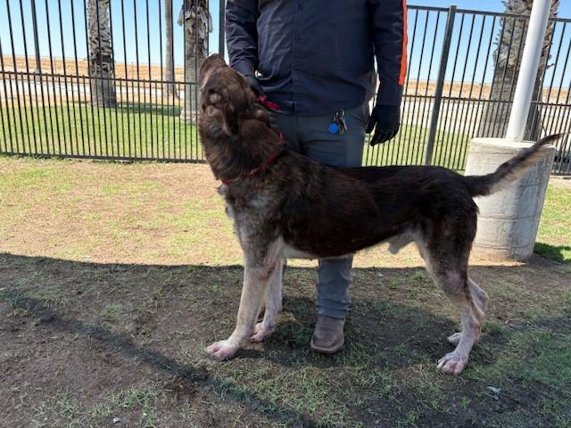 Enlarge LINNY, an adopted mixed breed in Delano, CA image 3/4
