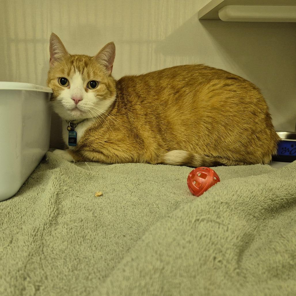 Garfield, Adoptable, Senior Male Domestic Short Hair.