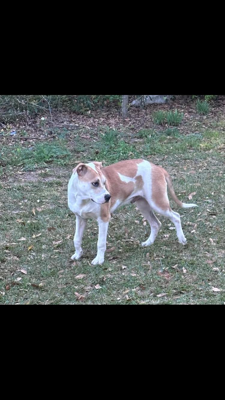 Enlarge Kenny, a ADOPTABLE mixed breed in North Augusta, SC image 3/3