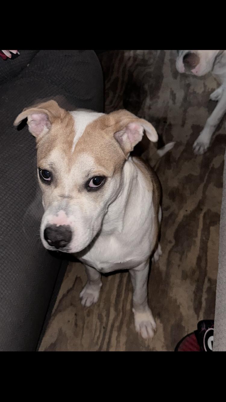 Enlarge Kenny, a ADOPTABLE mixed breed in North Augusta, SC image 1/3