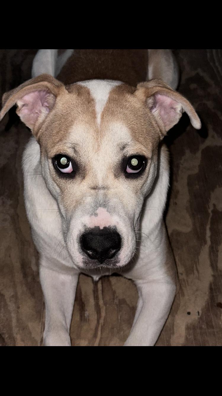 Enlarge Kenny, a ADOPTABLE mixed breed in North Augusta, SC image 2/3