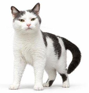 Sampson is the KING OF KUDDLES - Epic sweet with epic name - THERAPY CAT VIDEOS photo