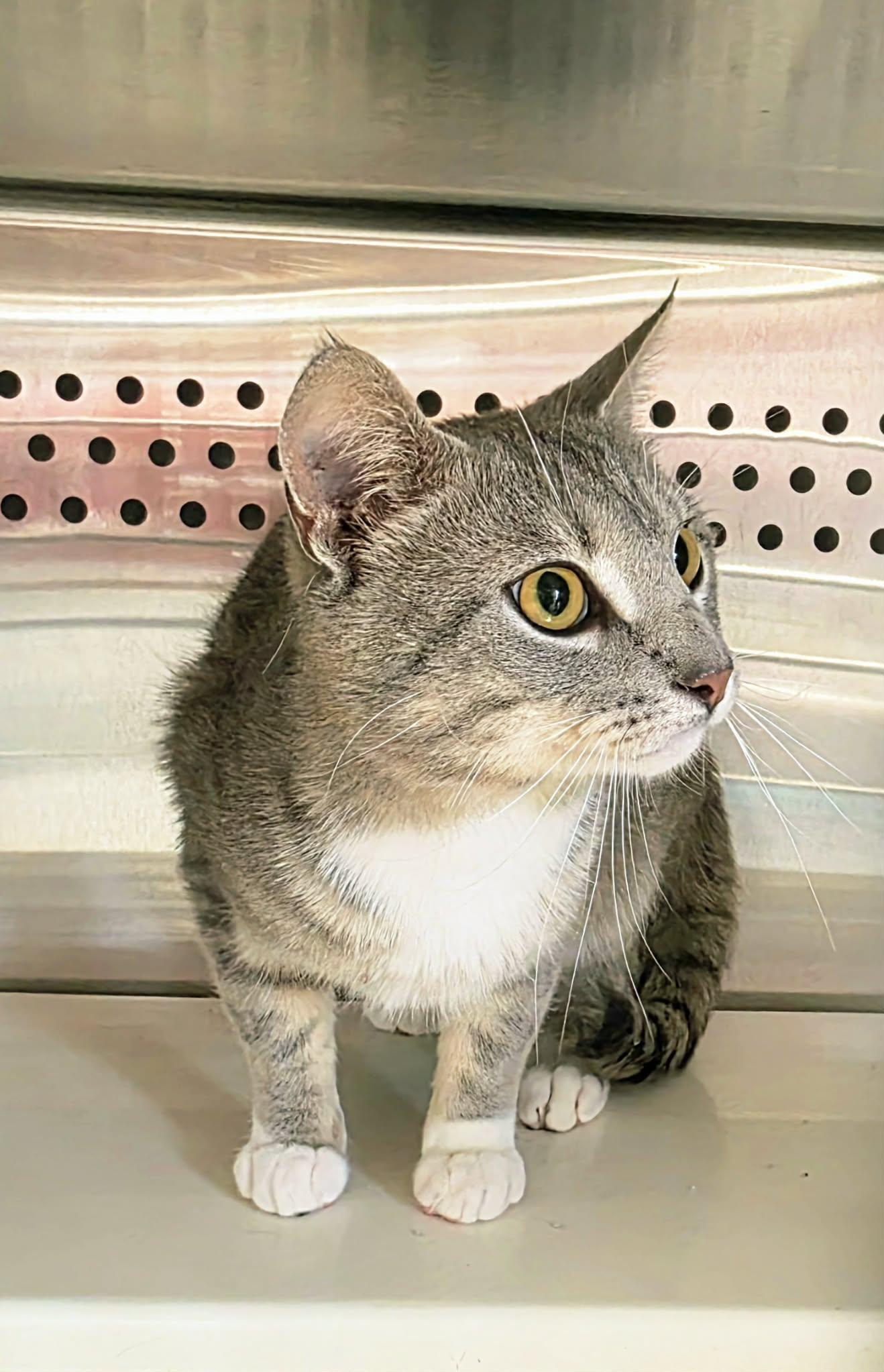 Enlarge Tom, an adopted Tabby in Oak Ridge, TN image 3/5