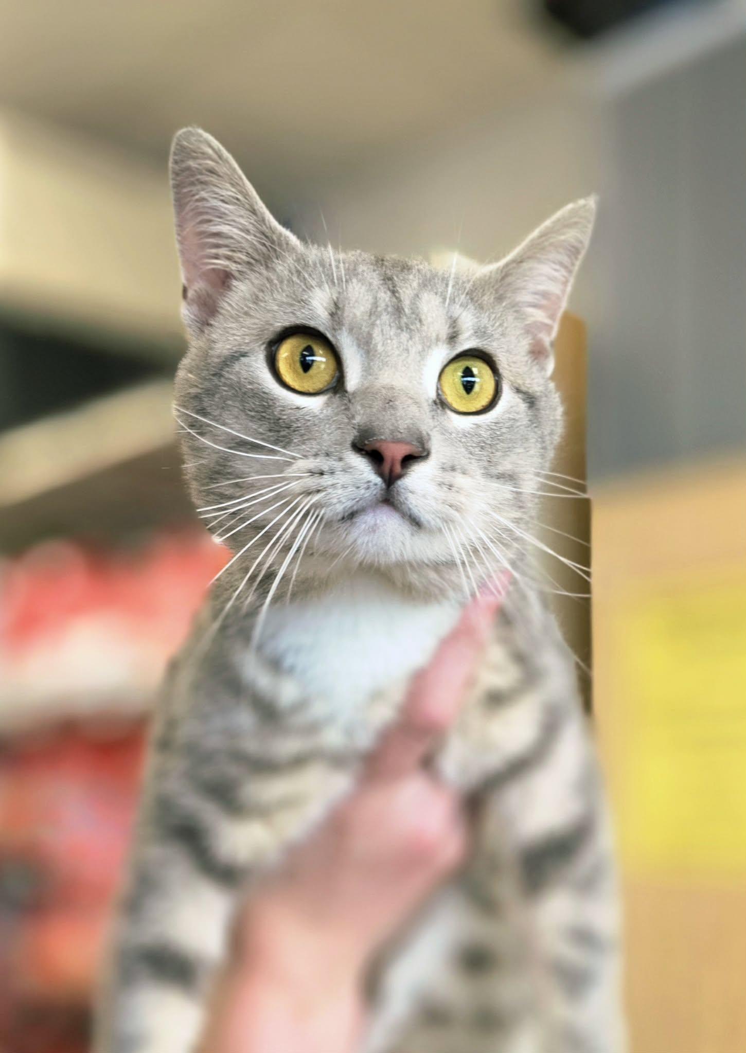 Enlarge Tom, an adopted Tabby in Oak Ridge, TN image 2/5