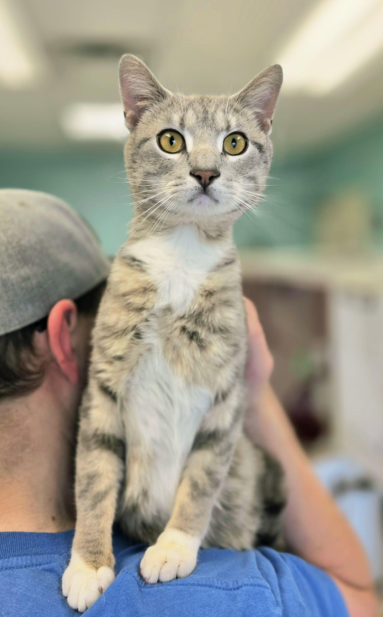 Enlarge Tom, an adopted Tabby in Oak Ridge, TN image 1/5