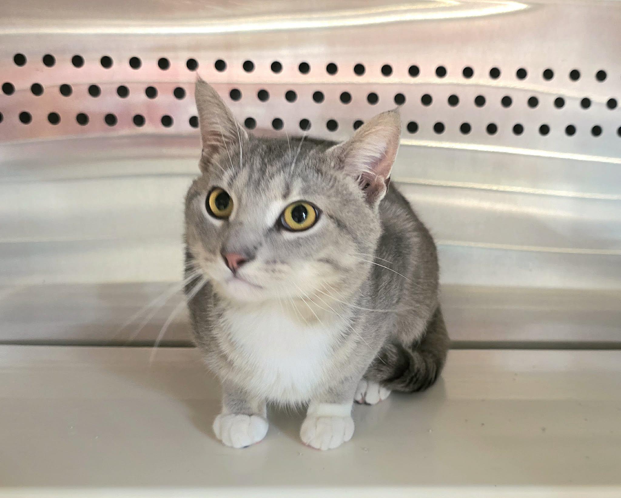 Enlarge Tom, an adopted Tabby in Oak Ridge, TN image 4/5