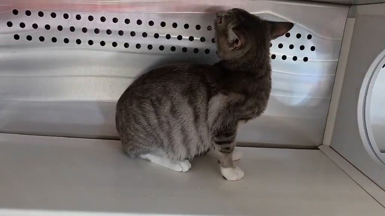Enlarge Tom, an adopted Tabby in Oak Ridge, TN video 5/5