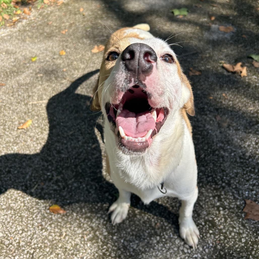 April, Adoptable, Young Female Mixed Breed.