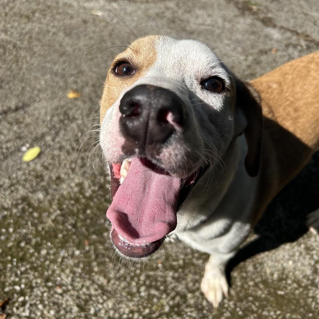 Enlarge April, a Adoptable Mixed Breed in Charleston, WV image 2/6