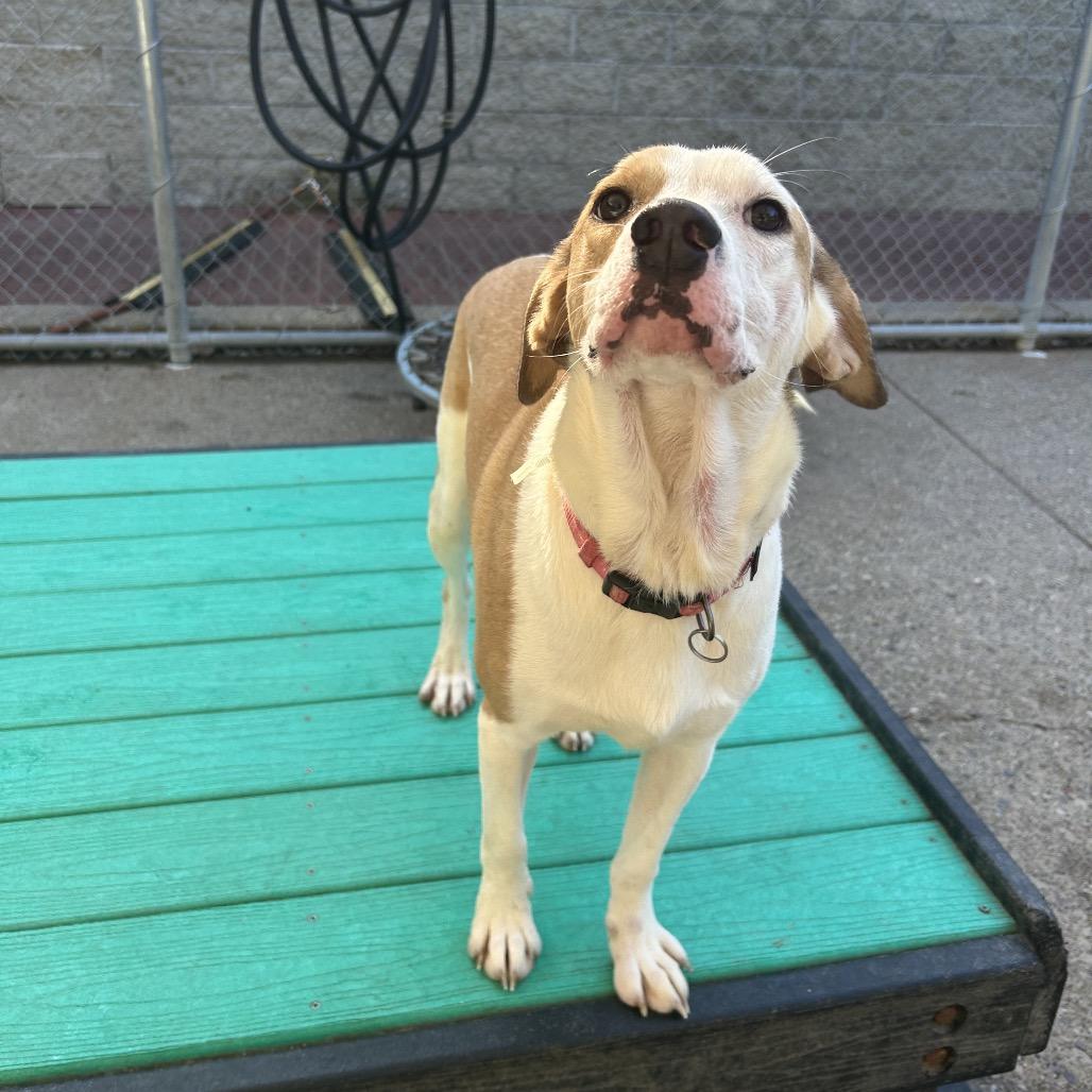 Enlarge April, a Adoptable Mixed Breed in Charleston, WV image 3/6