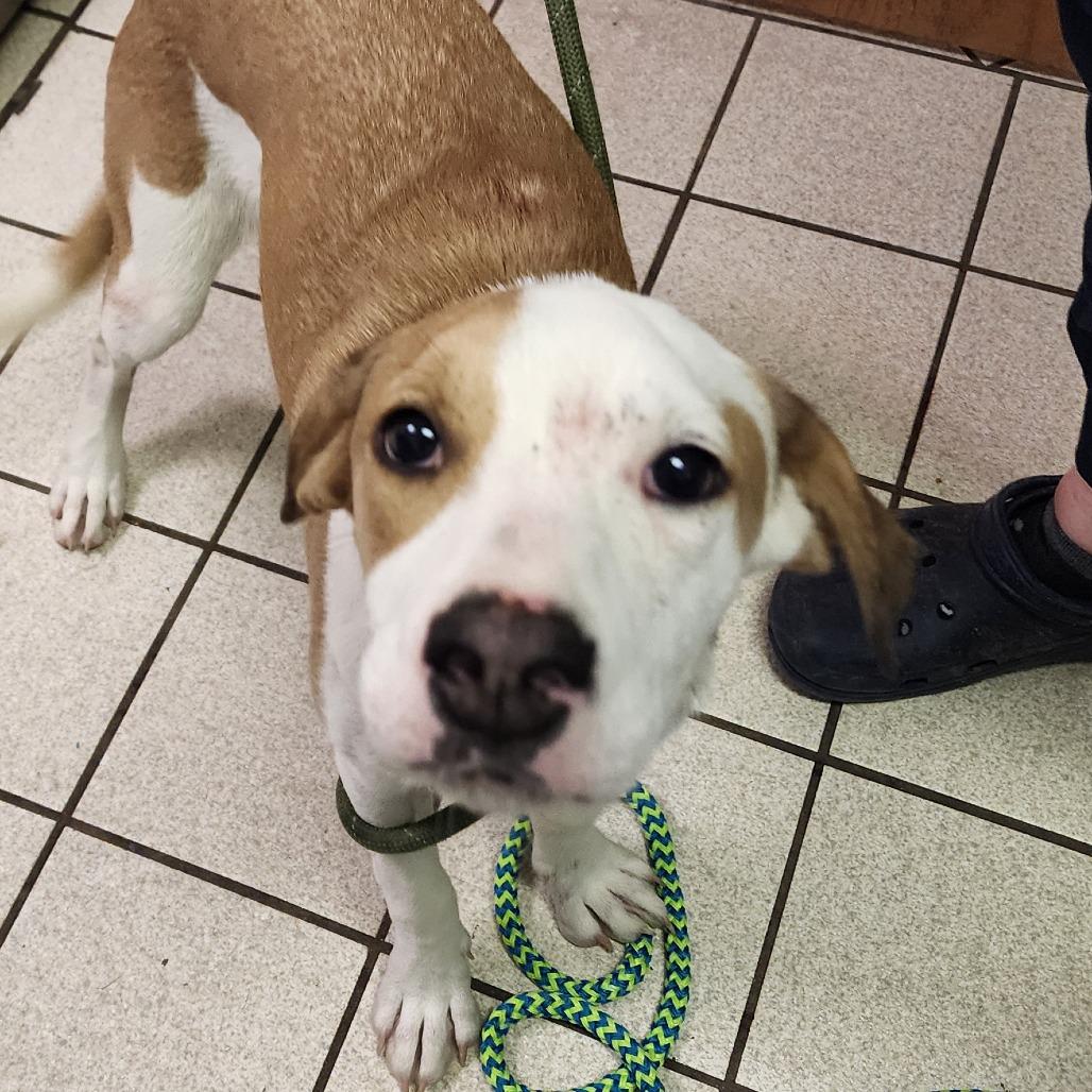 Enlarge April, a Adoptable Mixed Breed in Charleston, WV image 5/6