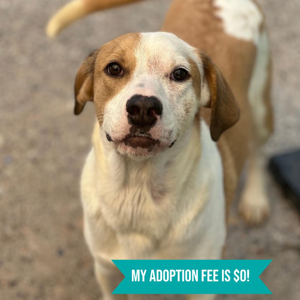 Enlarge April, a Adoptable Mixed Breed in Charleston, WV image 5/6