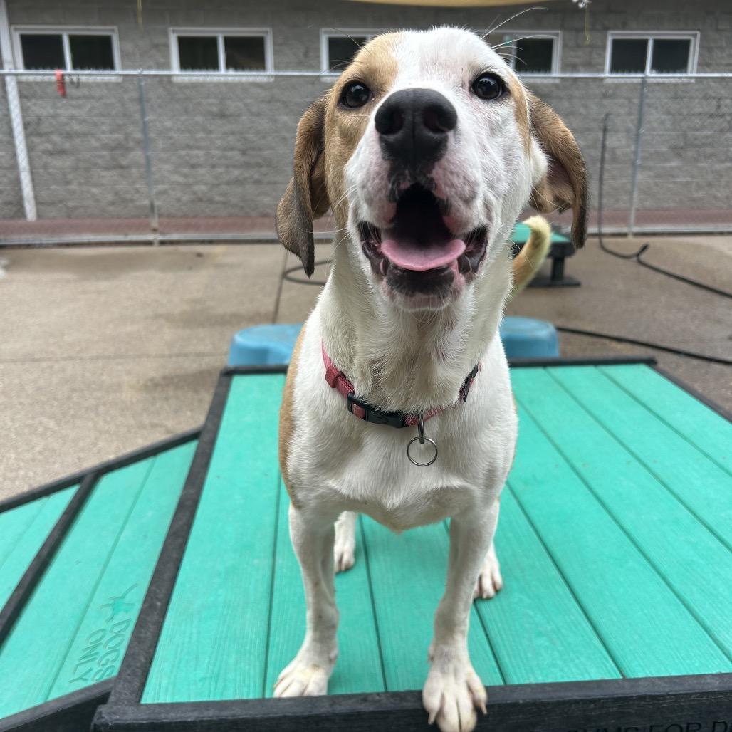 Enlarge April, a Adoptable Mixed Breed in Charleston, WV image 6/6