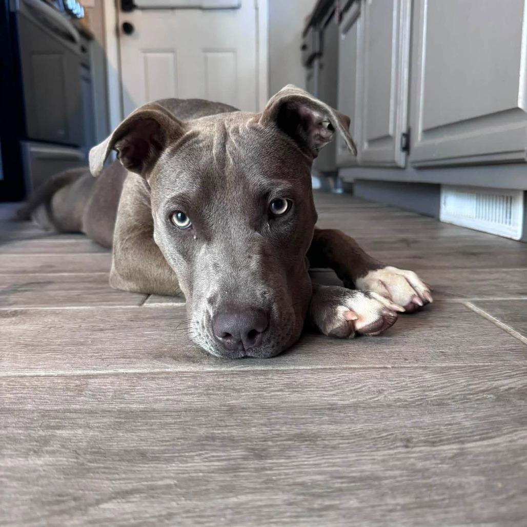 Enlarge Blue, a Adoptable Pit Bull Terrier in Tulsa, OK image 1/6