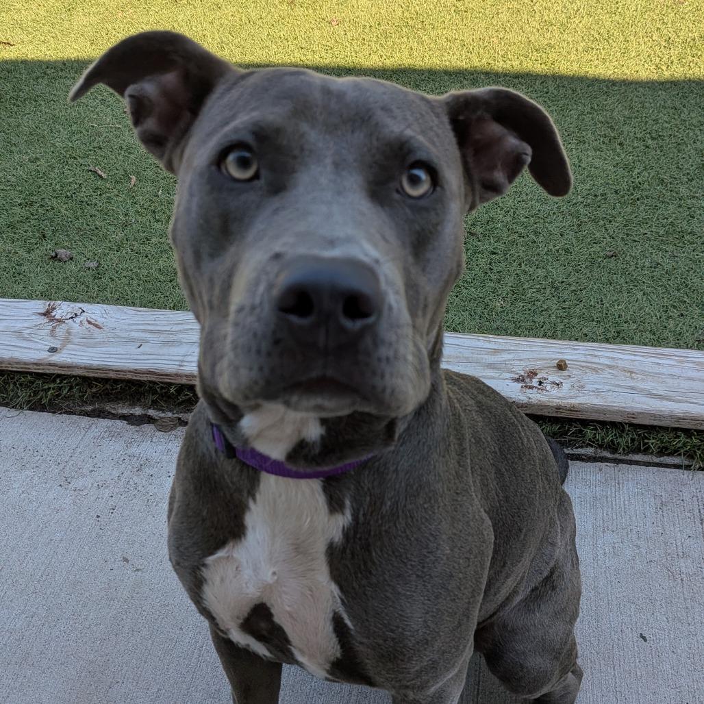 Enlarge Blue, a Adoptable Pit Bull Terrier in Tulsa, OK image 2/6