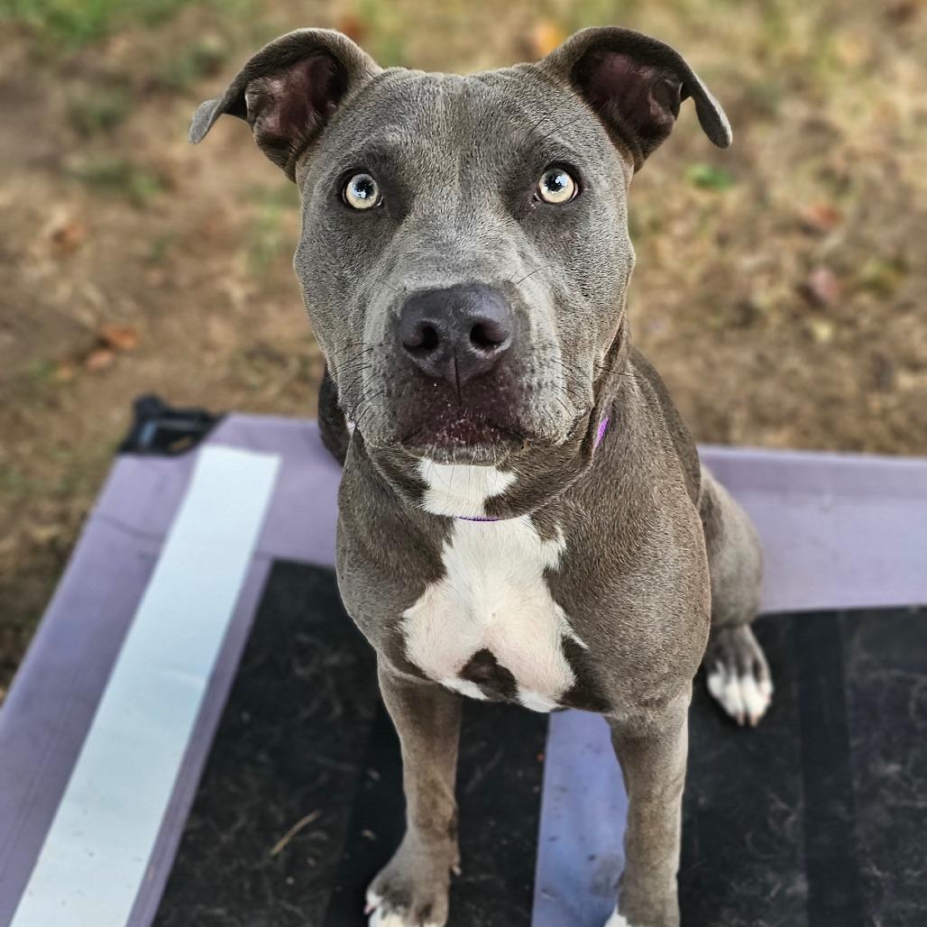 Enlarge Blue, a Adoptable Pit Bull Terrier in Tulsa, OK image 3/6