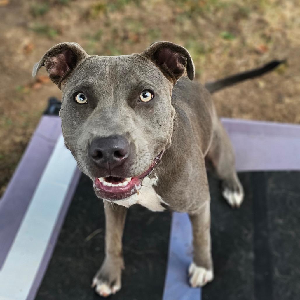 Enlarge Blue, a Adoptable Pit Bull Terrier in Tulsa, OK image 4/6