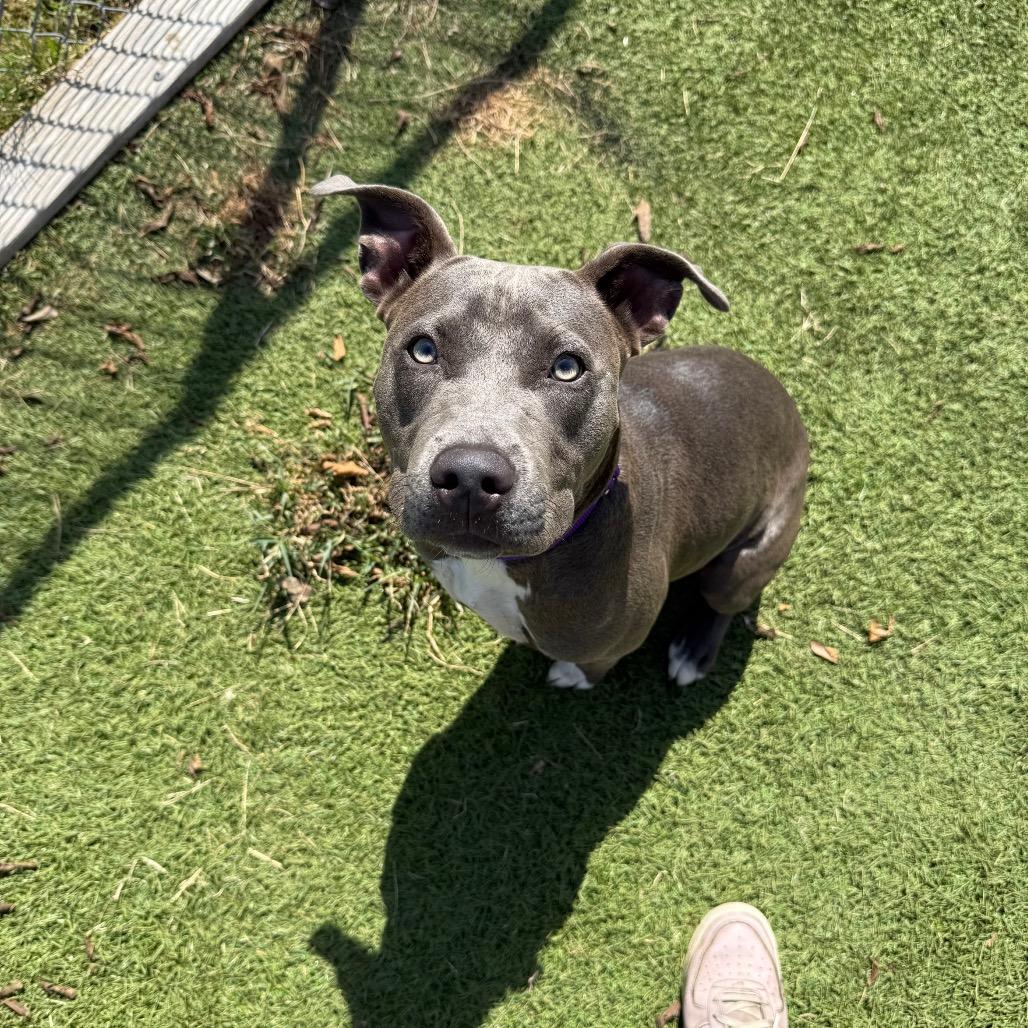 Enlarge Blue, a Adoptable Pit Bull Terrier in Tulsa, OK image 5/6