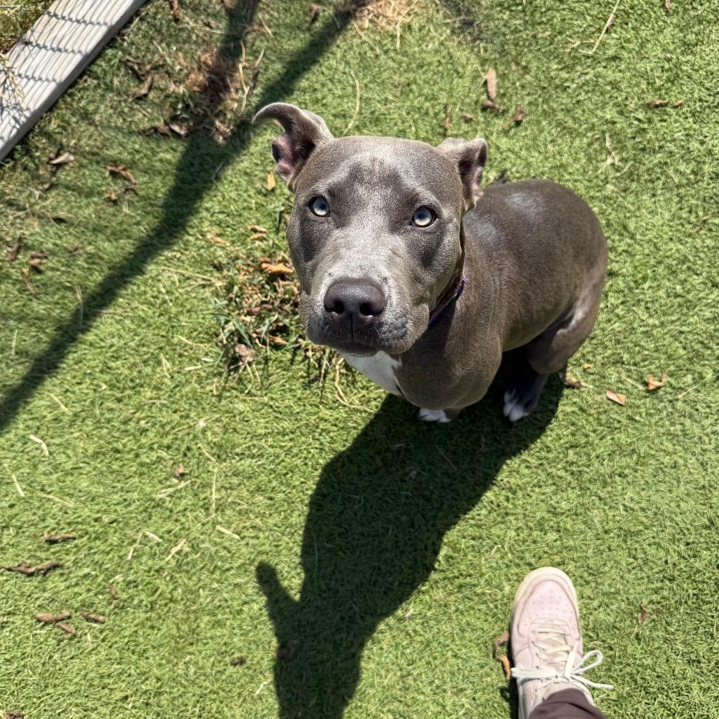 Enlarge Blue, a Adoptable Pit Bull Terrier in Tulsa, OK image 6/6