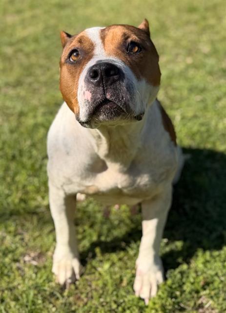 CADBURY, Adoptable, Adult Female Mixed Breed.
