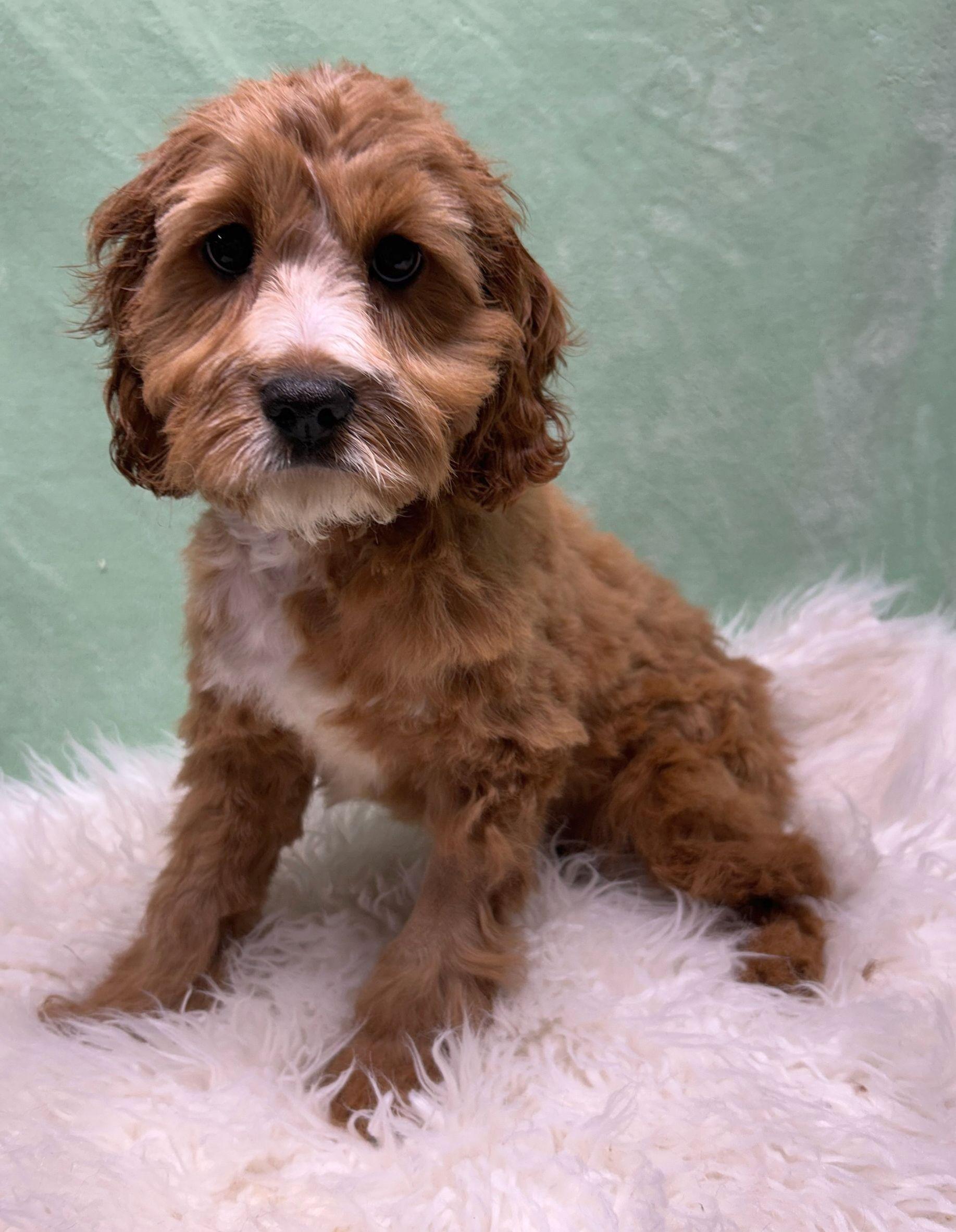 Enlarge CHILI (ohiosdrescue@gmail.com), an adopted Cavapoo in Elyria, OH image 3/3