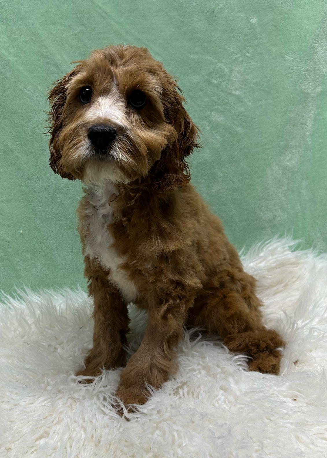 Enlarge CHILI (ohiosdrescue@gmail.com), an adopted Cavapoo in Elyria, OH image 2/3