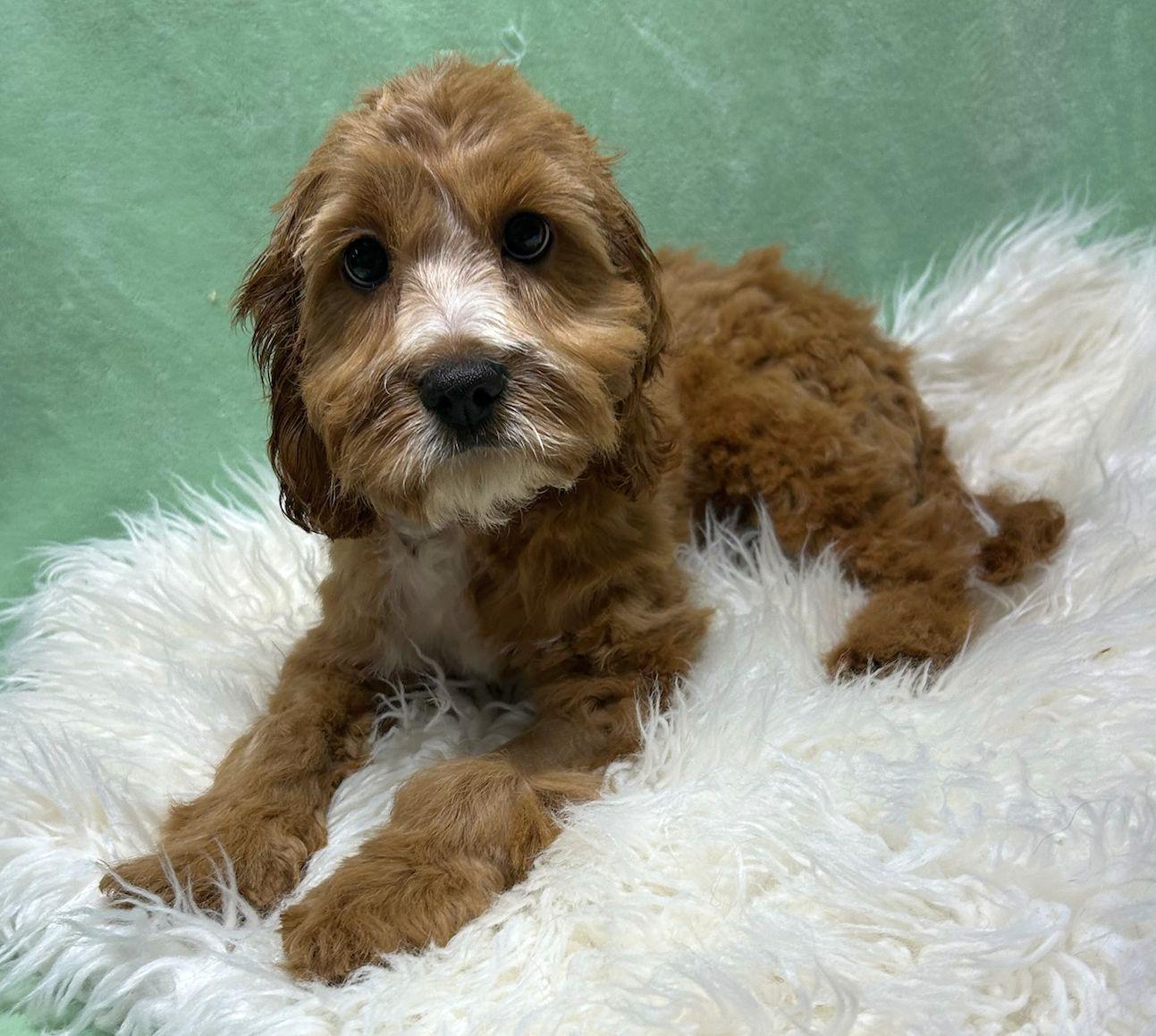 CHILI (ohiosdrescue@gmail.com), ADOPTABLE, Puppy Male Cavapoo.
