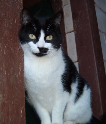 Enlarge BARN CATS, an adoptable Domestic Short Hair in Mansfield, CT image 1/2