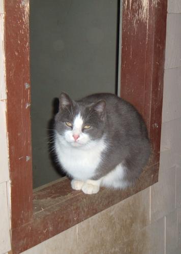 Enlarge BARN CATS, an adoptable Domestic Short Hair in Mansfield, CT image 2/2