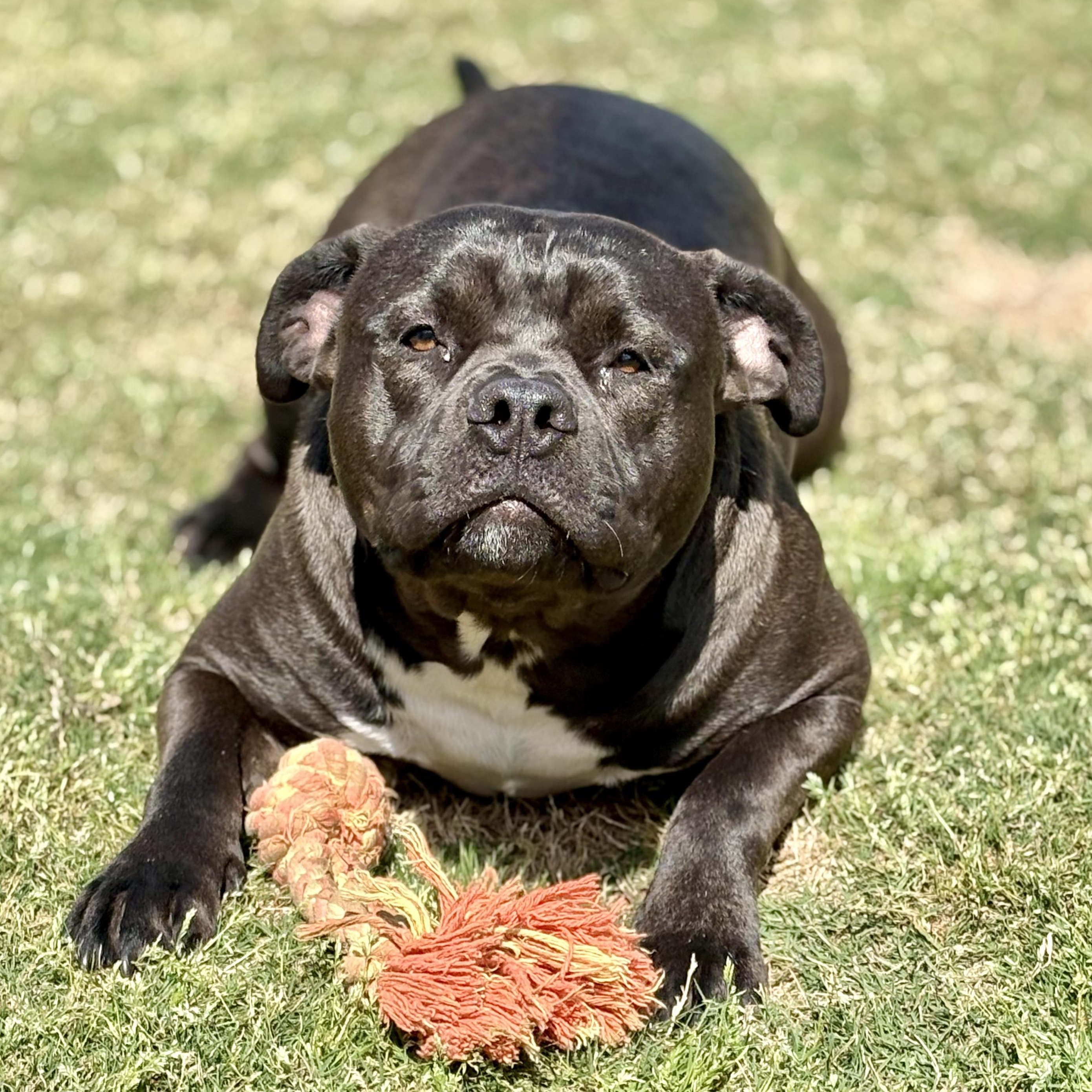 Enlarge Chip, a Adoptable mixed breed in Bradford, ON image 1/6
