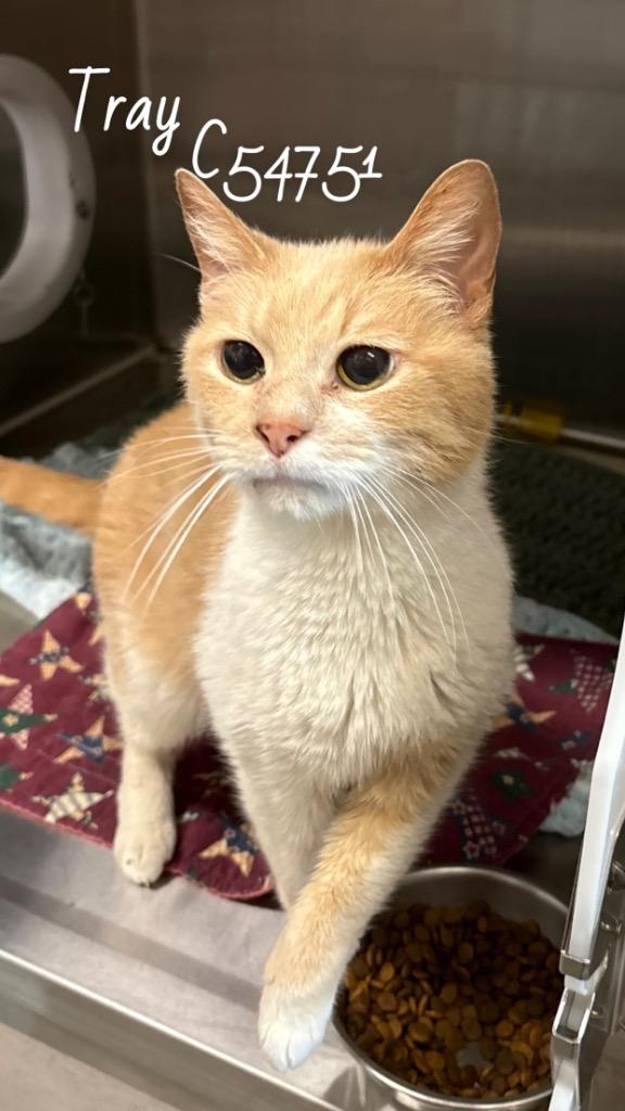 Tray, Adoptable, Senior Male Domestic Short Hair.