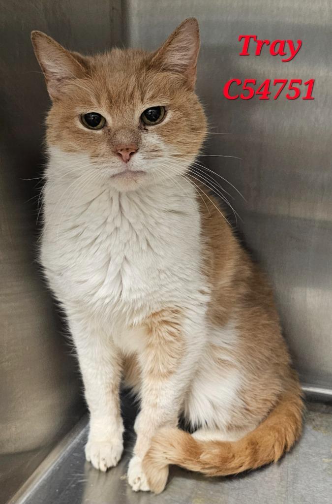Tray, a Adoptable mixed breed in Clarksville, TN image 2/2