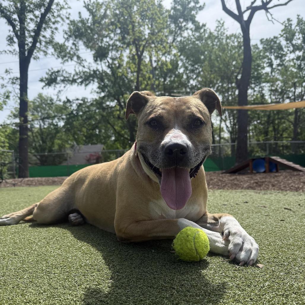 Juno, Adoptable, Adult Female Pit Bull Terrier.