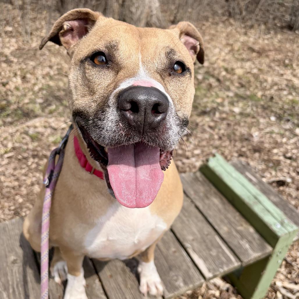 Juno, Adoptable, Adult Female Pit Bull Terrier.
