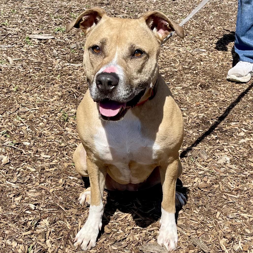 Enlarge Juno, a Adoptable Pit Bull Terrier in Deerfield, IL image 2/3