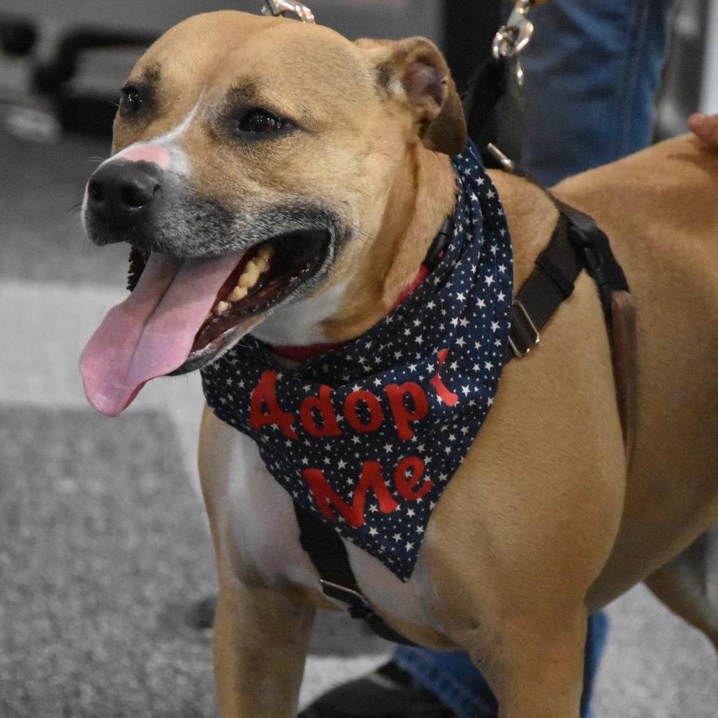 Enlarge Juno, a Adoptable Pit Bull Terrier in Deerfield, IL image 3/3
