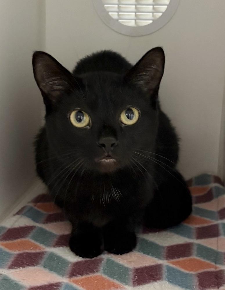 Enlarge Stormy ~ Available at PetSmart Warsaw, IN!!, a Adoptable Domestic Short Hair in Rochester, IN image 1/1