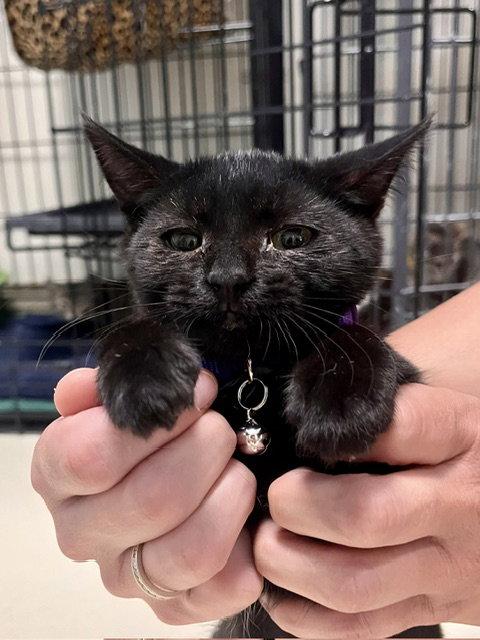 Joanne, a Adoptable Domestic Short Hair in Webster, WI image 1/3